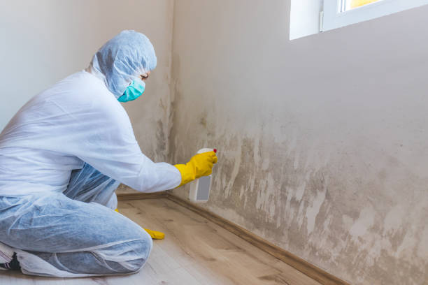 Licensed Mold Inspection service in Somerset, TX - WQB Mold Removal