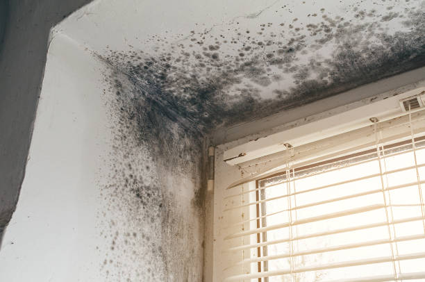 Affordable Mold Inspection solutions in Somerset, TX